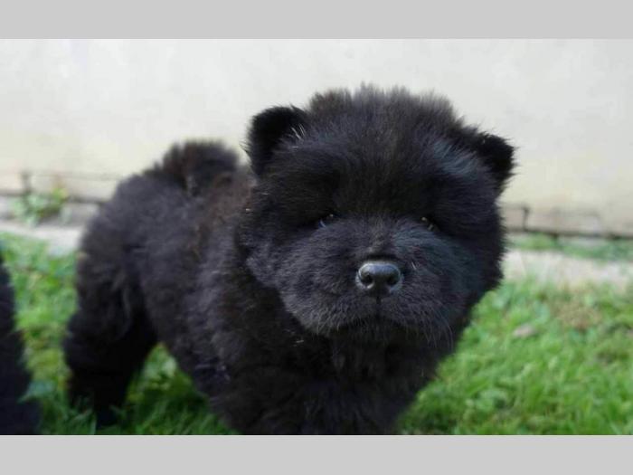 tri crne devojčice chow chow besplatni mali oglasi