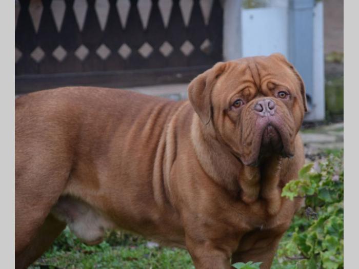 bordoške doge tri mužjaka besplatni mali oglasi