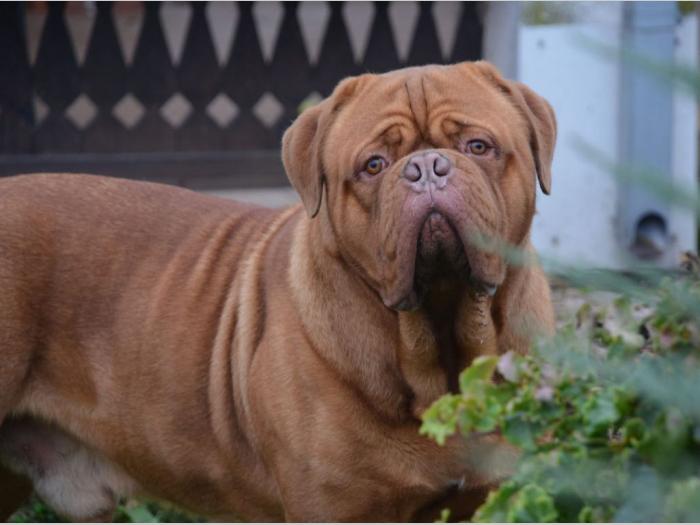 bordoške doge tri mužjaka besplatni mali oglasi