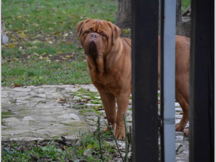 bordoške doge tri mužjaka besplatni mali oglasi