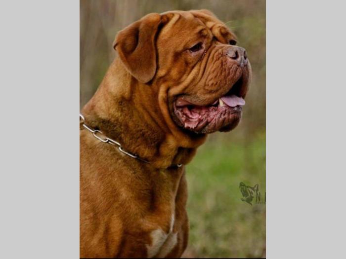 bordoške doge tri mužjaka besplatni mali oglasi