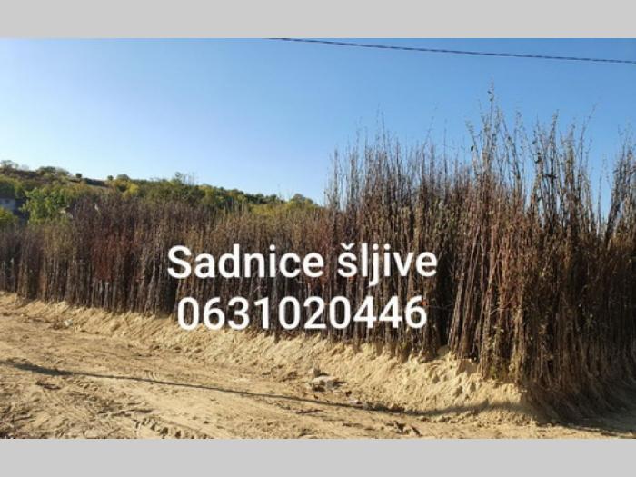 sadnice šljive dvogodišnje isporuka besplatni mali oglasi