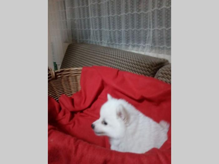 nemački mali špicevi besplatni mali oglasi