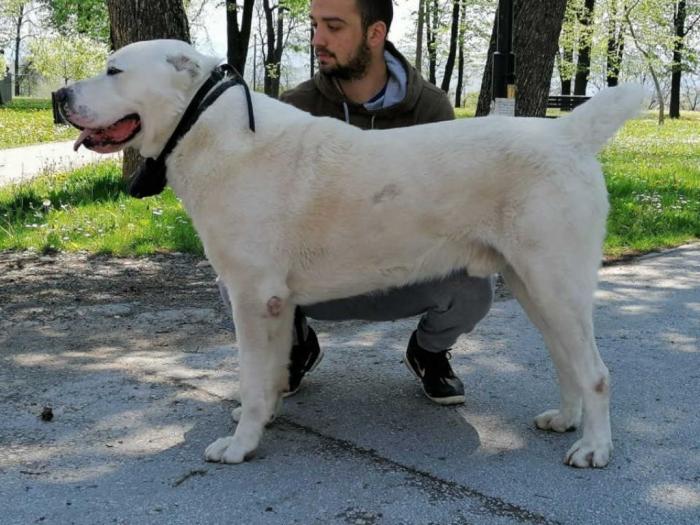 vrhunski štenci srednjeazijskog ovčara besplatni mali oglasi