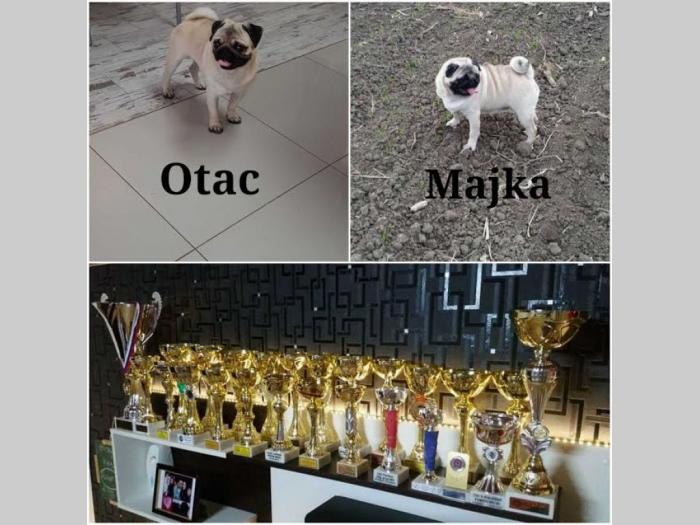 dve ženke mopsa besplatni mali oglasi