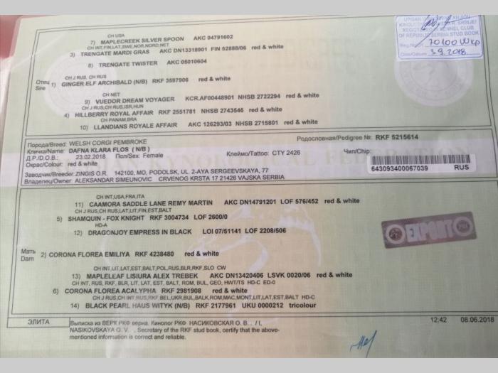 velški korgi pembrok štenci besplatni mali oglasi