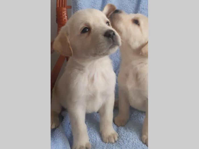 štenci labrador dobrog porekla besplatni mali oglasi