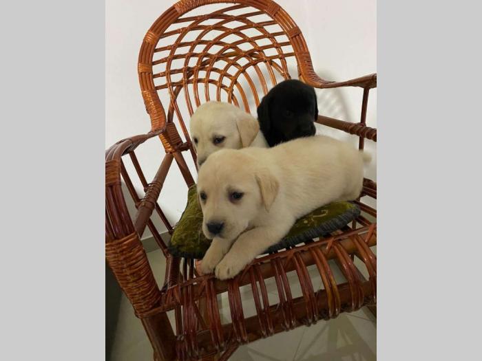 štenci labrador dobrog porekla besplatni mali oglasi