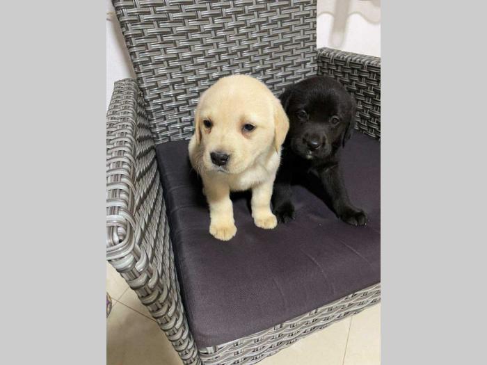 štenci labrador dobrog porekla besplatni mali oglasi