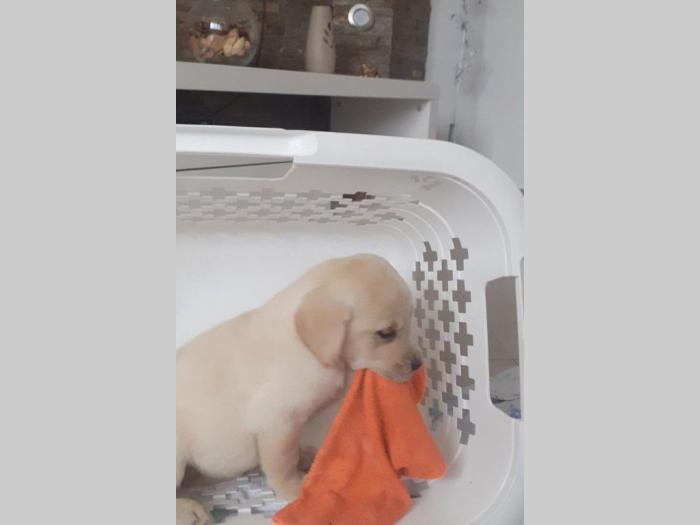štenci labrador dobrog porekla besplatni mali oglasi
