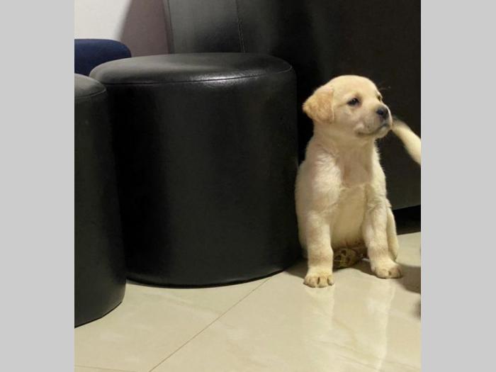 štenci labrador dobrog porekla besplatni mali oglasi