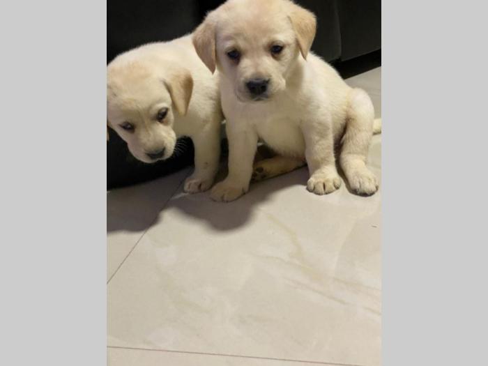 štenci labrador dobrog porekla besplatni mali oglasi