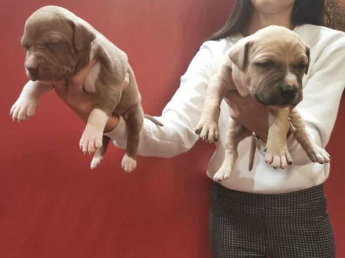 pit bull štenci na prodaju besplatni mali oglasi