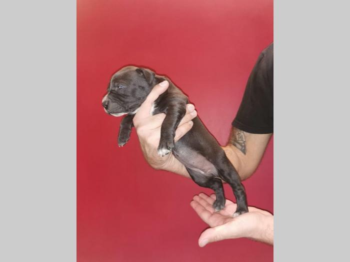 pit bull štenci na prodaju besplatni mali oglasi