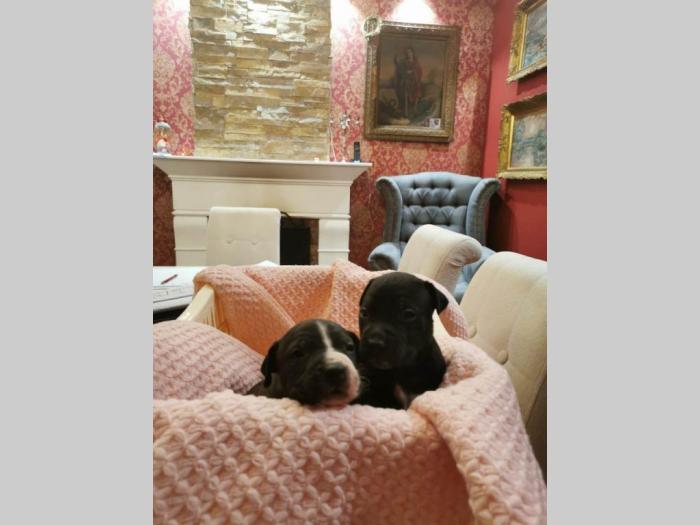 pit bull štenci na prodaju besplatni mali oglasi