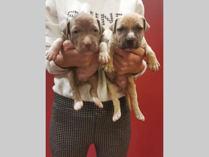 pit bull štenci na prodaju besplatni mali oglasi