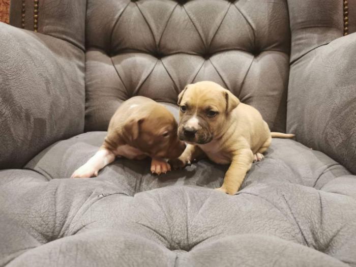 pit bull štenci na prodaju besplatni mali oglasi