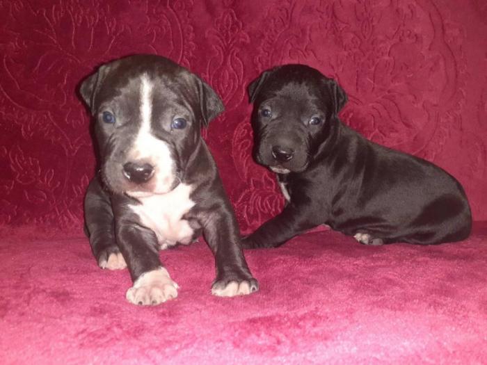 pit bull štenci na prodaju besplatni mali oglasi