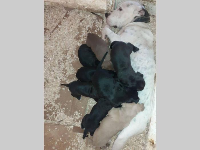 pit bull štenci na prodaju besplatni mali oglasi