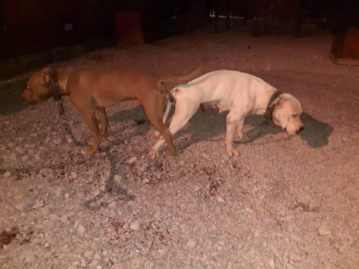 pit bull štenci na prodaju besplatni mali oglasi