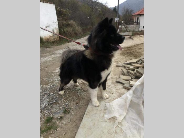 američka akita pas besplatni mali oglasi