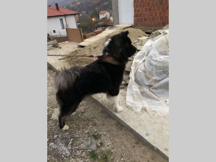 američka akita pas priplodan besplatni mali oglasi