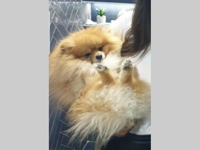 pomeranac teddy bear otvoren za parenje besplatni mali oglasi