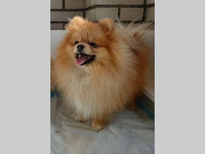 pomeranac teddy bear otvoren za parenje besplatni mali oglasi