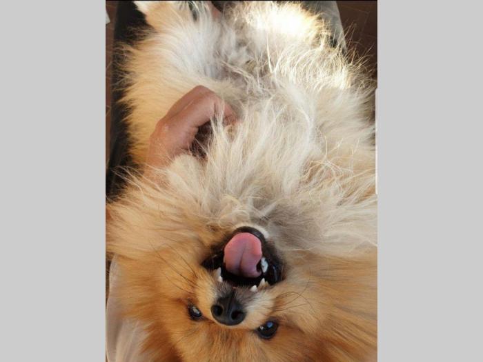 pomeranac teddy bear otvoren za parenje besplatni mali oglasi