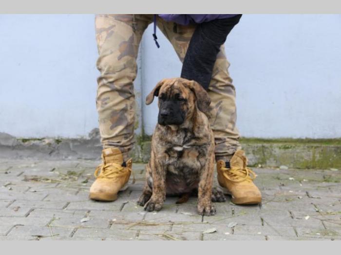 presa canario štenci besplatni mali oglasi