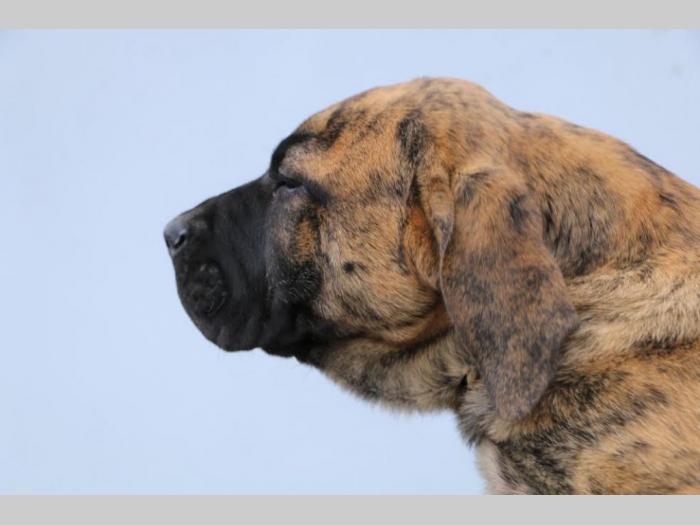presa canario štenci besplatni mali oglasi