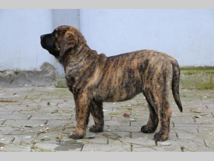 presa canario štenci besplatni mali oglasi