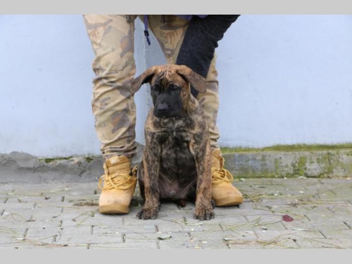 presa canario štenci besplatni mali oglasi