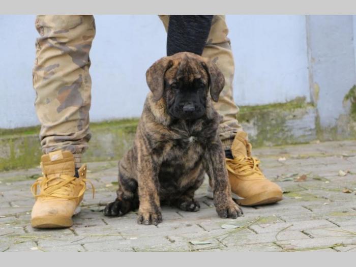 presa canario štenci besplatni mali oglasi