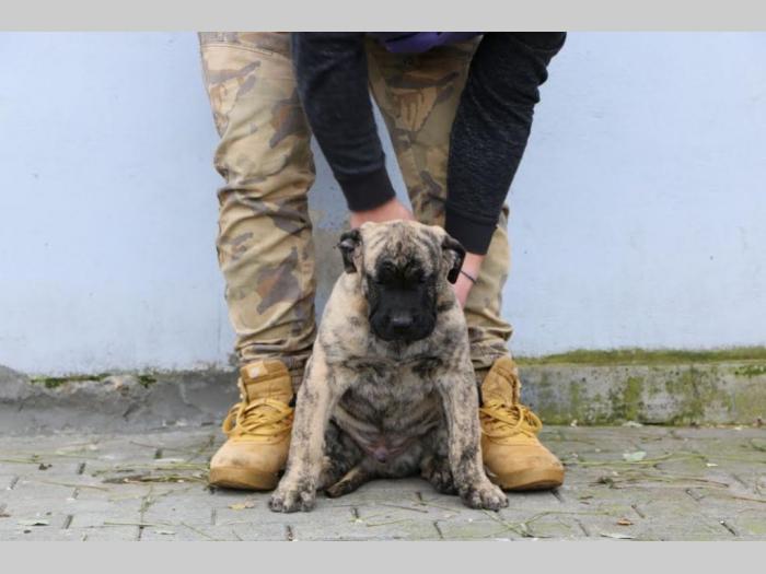 presa canario štenci besplatni mali oglasi