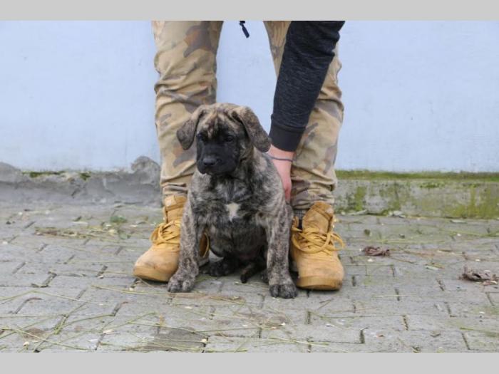 presa canario štenci besplatni mali oglasi