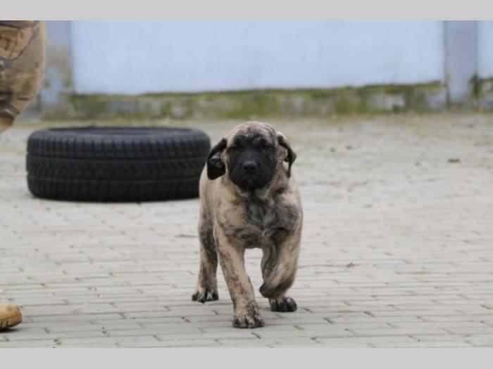 presa canario štenci besplatni mali oglasi