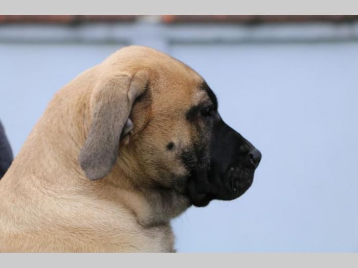 presa canario štenci besplatni mali oglasi