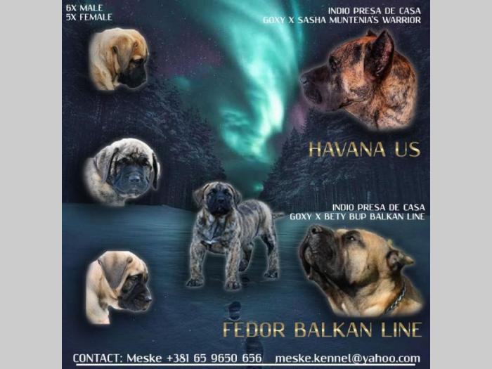 presa canario štenci besplatni mali oglasi