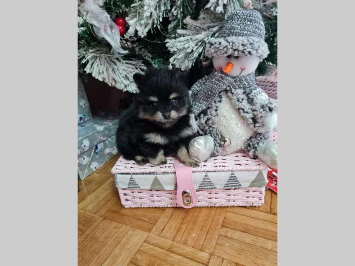 štenci pomeranca besplatni mali oglasi