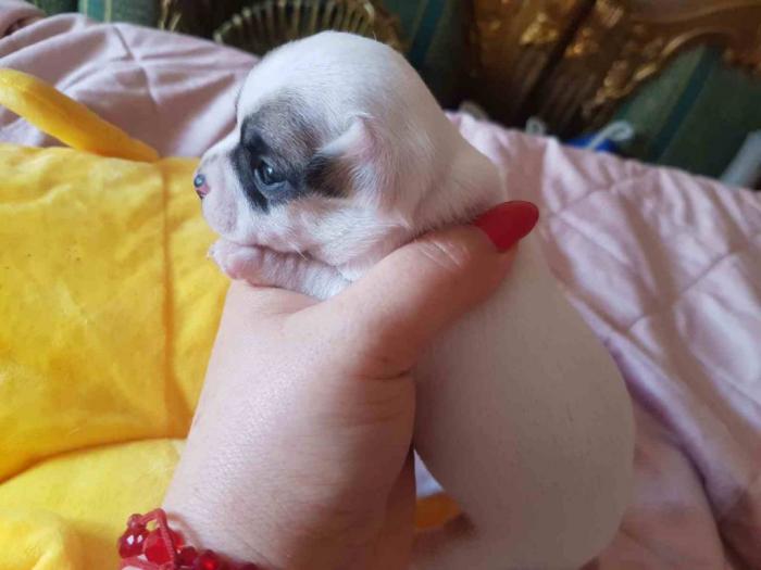 mini čivave princess chihuahua kennel  besplatni mali oglasi