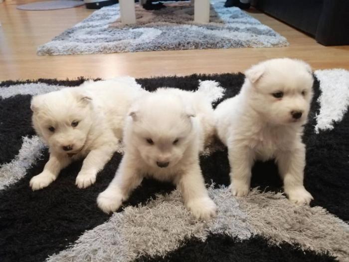 samojed štenci besplatni mali oglasi