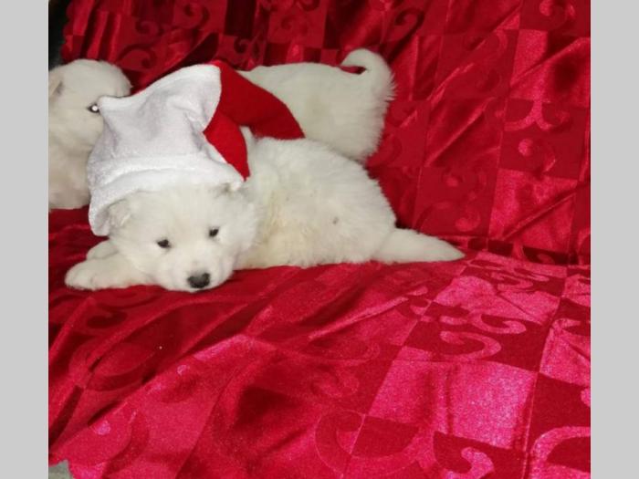 samojed štenci besplatni mali oglasi