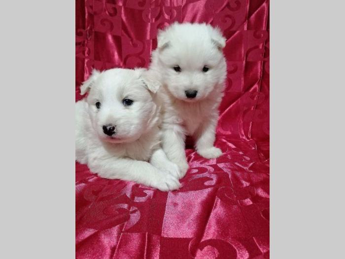 samojed štenci besplatni mali oglasi