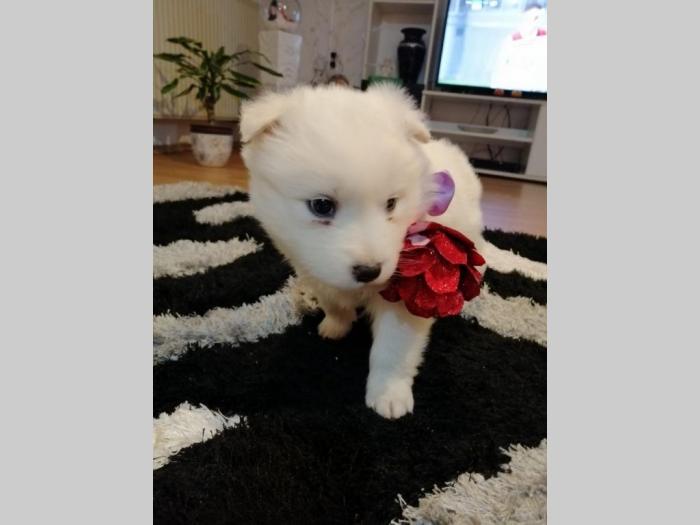 samojed štenci besplatni mali oglasi