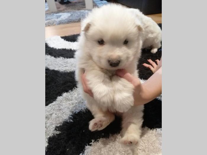 samojed štenci besplatni mali oglasi