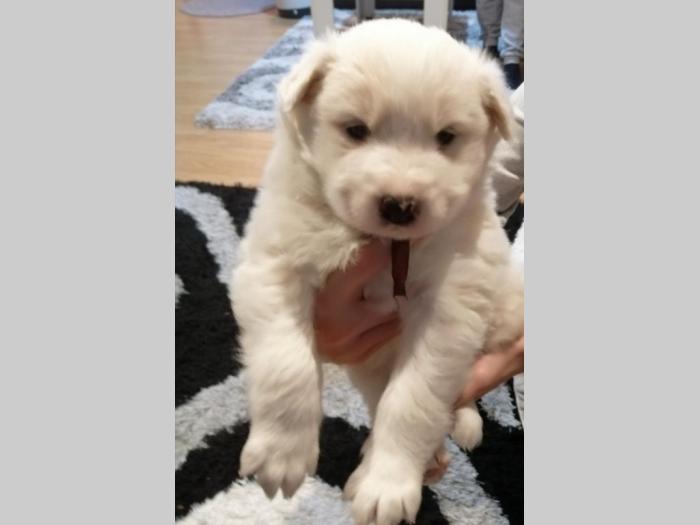 samojed štenci besplatni mali oglasi