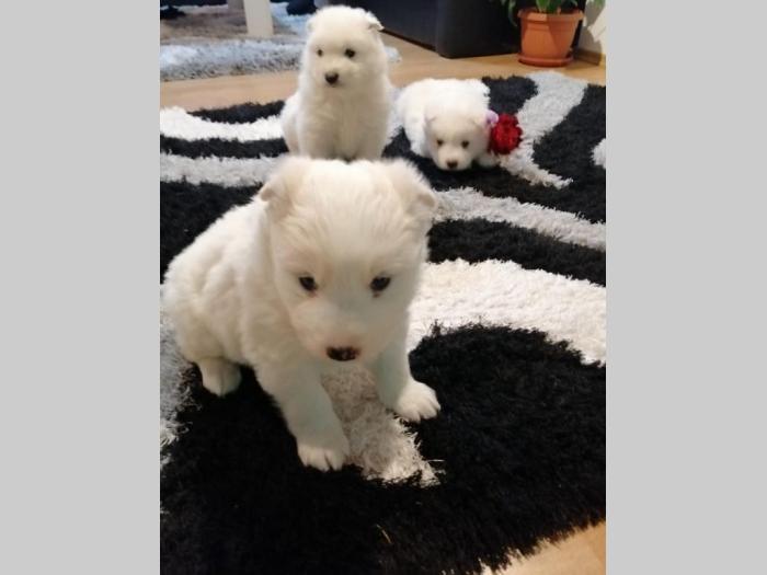 samojed štenci besplatni mali oglasi