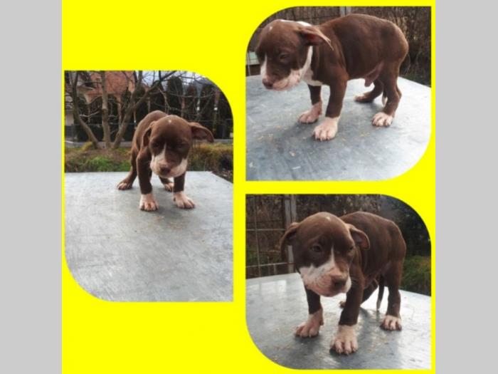 pitbull štenci besplatni mali oglasi