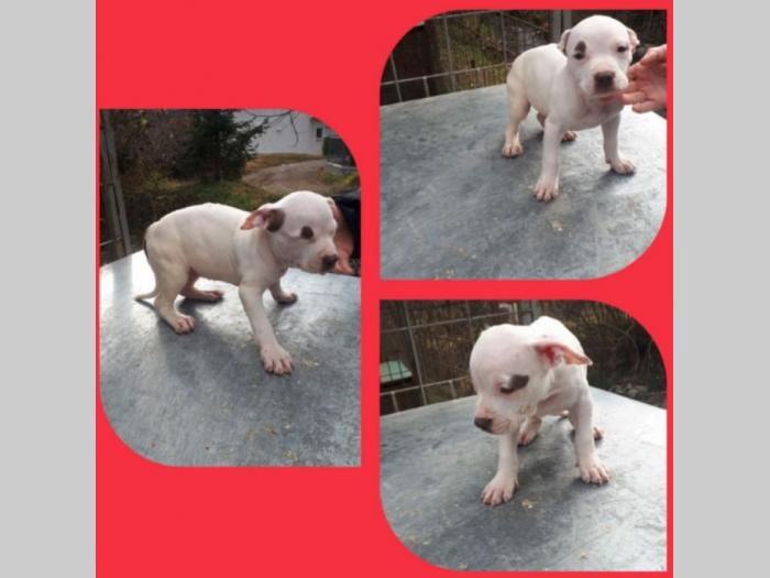 pitbull štenci besplatni mali oglasi